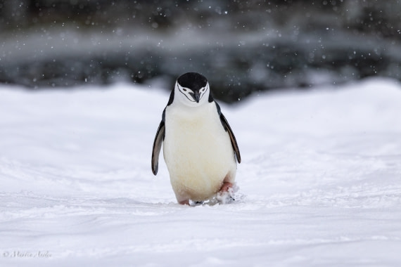 PLA28-26, Day 4, 0Q9A7771 © Martin Anstee - Oceanwide Expeditions.jpg