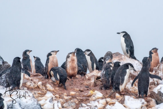 PLA28-26, Day 4, DSC06353 © Annina Scholl - Oceanwide Expeditions.jpg