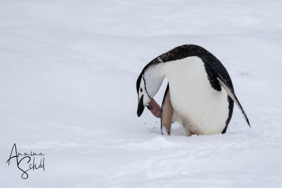 PLA28-26, Day 4, DSC06366 © Annina Scholl - Oceanwide Expeditions.jpg