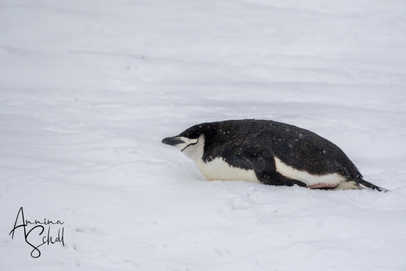 PLA28-26, Day 4, DSC06395 © Annina Scholl - Oceanwide Expeditions.jpg