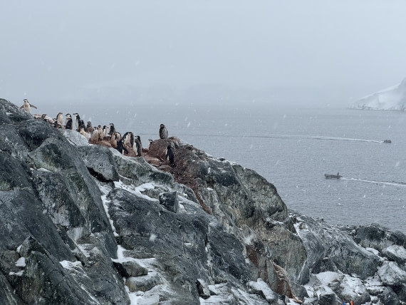 PLA28-26, Day 4, IMG_1357 © Unknown photographer - Oceanwide Expeditions.JPG