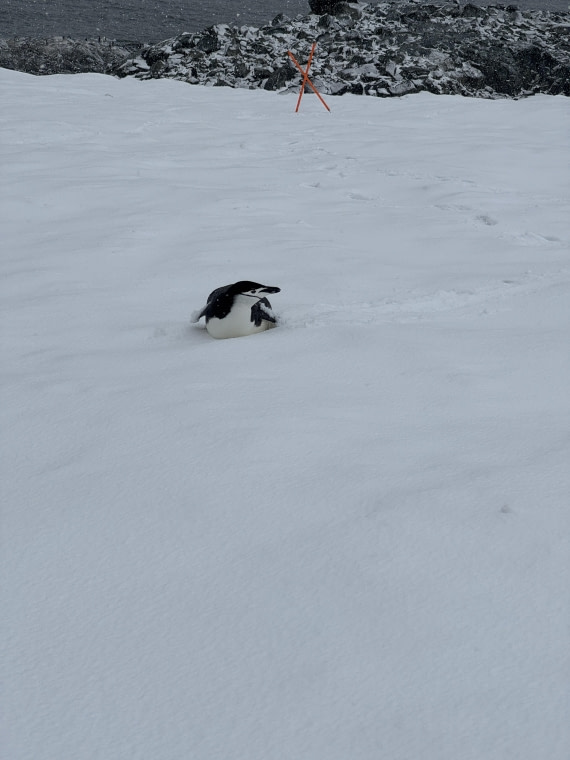 PLA28-26, Day 4, IMG_1359 © Unknown photographer - Oceanwide Expeditions.JPG