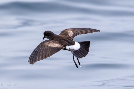 PLA28-26, Day 5, 0Q9A7943 © Martin Anstee - Oceanwide Expeditions.jpg