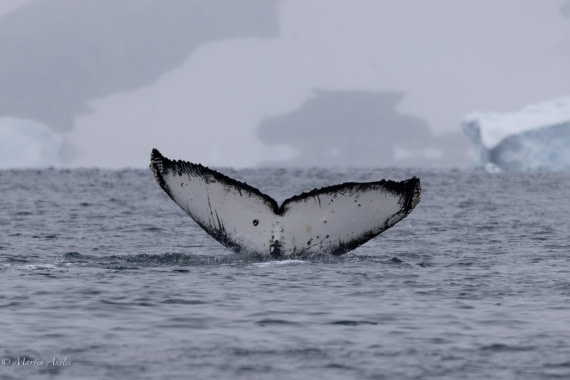 PLA28-26, Day 5, 0Q9A7957 © Martin Anstee - Oceanwide Expeditions.jpg