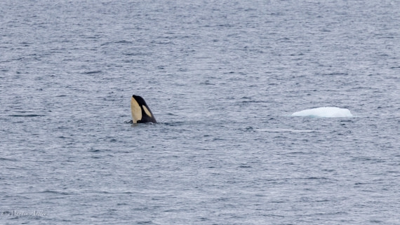 PLA28-26, Day 5, 0Q9A8015 © Martin Anstee - Oceanwide Expeditions.jpg