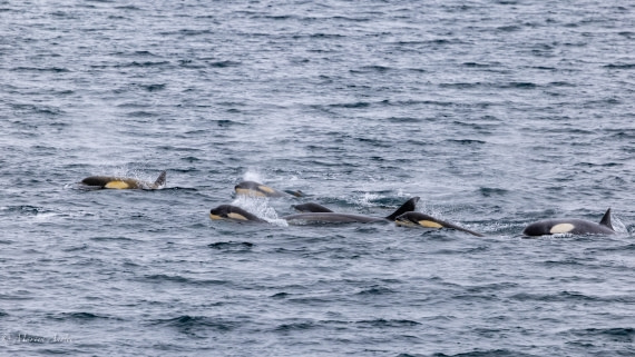 PLA28-26, Day 5, 0Q9A8024 © Martin Anstee - Oceanwide Expeditions.jpg