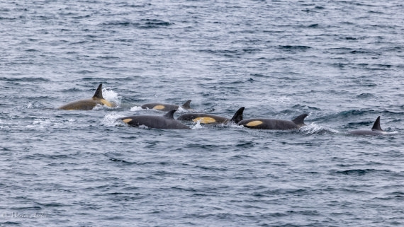 PLA28-26, Day 5, 0Q9A8025 © Martin Anstee - Oceanwide Expeditions.jpg