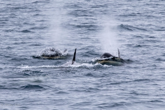 PLA28-26, Day 5, 0Q9A8053 © Martin Anstee - Oceanwide Expeditions.jpg