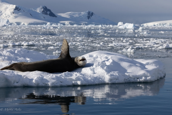 PLA28-26, Day 5, 0Q9A8274 © Martin Anstee - Oceanwide Expeditions.jpg