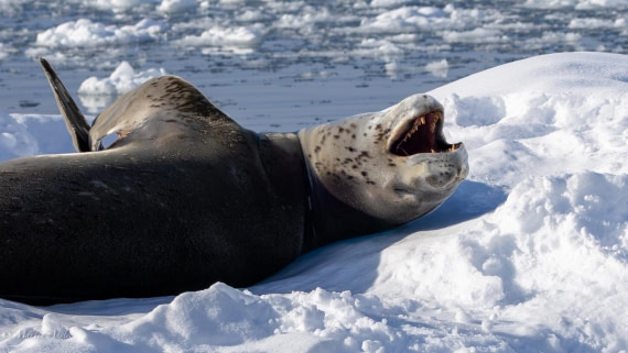 PLA28-26, Day 5, 0Q9A8276 © Martin Anstee - Oceanwide Expeditions.jpg