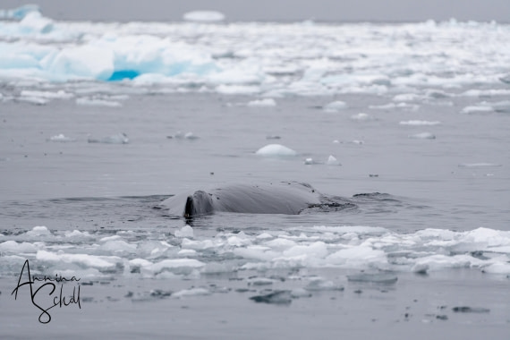 PLA28-26, Day 5, DSC06693 © Annina Scholl - Oceanwide Expeditions.jpg