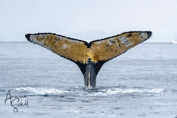 PLA28-26, Day 5, DSC06754 © Annina Scholl - Oceanwide Expeditions.jpg