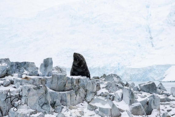 PLA28-26, Day 5, DSC06773 © Annina Scholl - Oceanwide Expeditions.jpg