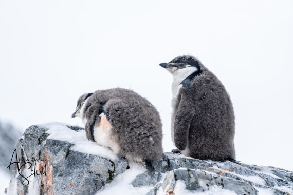 PLA28-26, Day 5, DSC06792 © Annina Scholl - Oceanwide Expeditions.jpg
