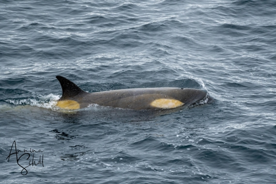 PLA28-26, Day 5, DSC06845 © Annina Scholl - Oceanwide Expeditions.jpg