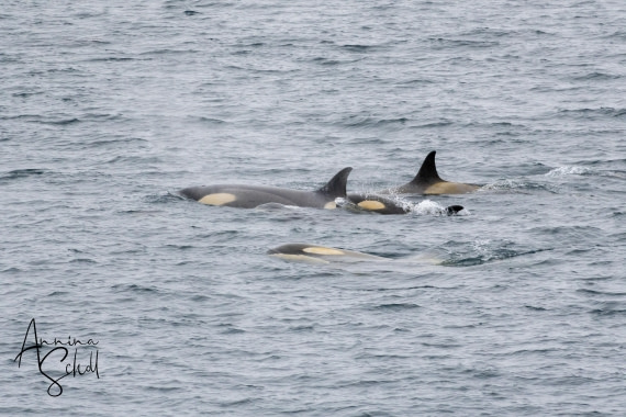 PLA28-26, Day 5, DSC06954 © Annina Scholl - Oceanwide Expeditions.jpg