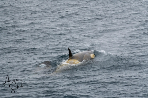 PLA28-26, Day 5, DSC07047 © Annina Scholl - Oceanwide Expeditions.jpg