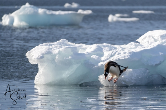 PLA28-26, Day 5, DSC07106 © Annina Scholl - Oceanwide Expeditions.jpg