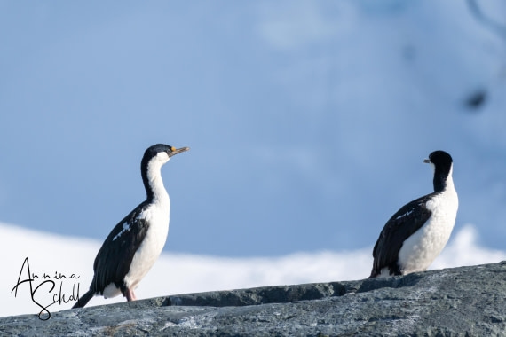 PLA28-26, Day 5, DSC07117 © Annina Scholl - Oceanwide Expeditions.jpg