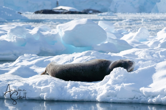 PLA28-26, Day 5, DSC07125 © Annina Scholl - Oceanwide Expeditions.jpg