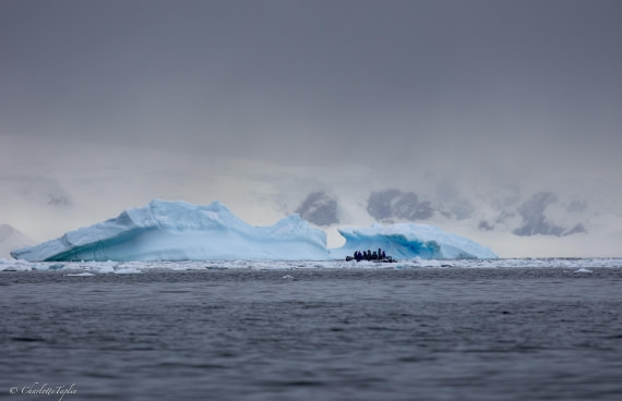 PLA28-26, Day 5, FZ1A8503 © Charlotte Taplin - Oceanwide Expeditions.jpg
