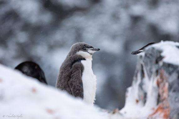 PLA28-26, Day 5, FZ1A8518 © Charlotte Taplin - Oceanwide Expeditions.jpg