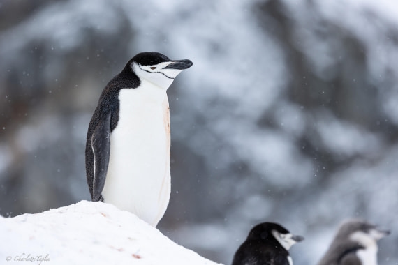 PLA28-26, Day 5, FZ1A8536 © Charlotte Taplin - Oceanwide Expeditions.jpg