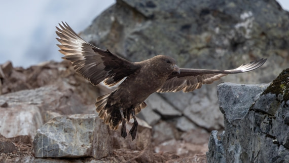 PLA28-26, Day 6, 0Q9A8305 © Martin Anstee - Oceanwide Expeditions.jpg