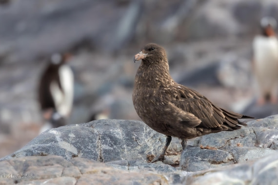PLA28-26, Day 6, 0Q9A8316 © Martin Anstee - Oceanwide Expeditions.jpg