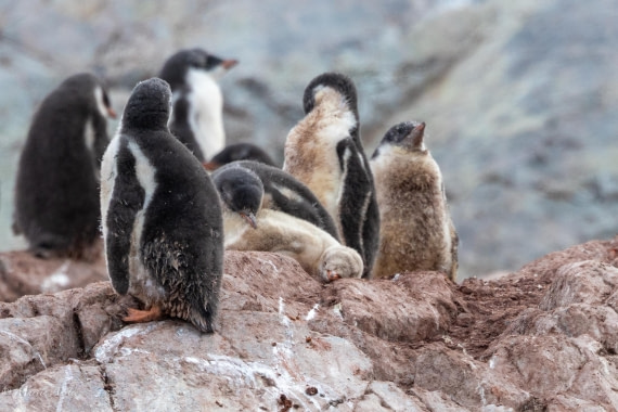 PLA28-26, Day 6, 0Q9A8401-2 © Martin Anstee - Oceanwide Expeditions.jpg