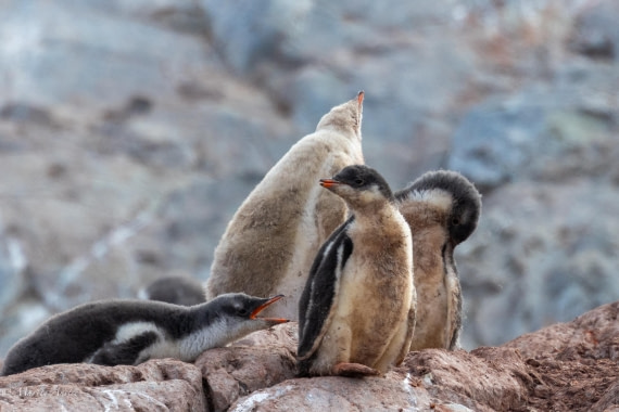 PLA28-26, Day 6, 0Q9A8409-2 © Martin Anstee - Oceanwide Expeditions.jpg