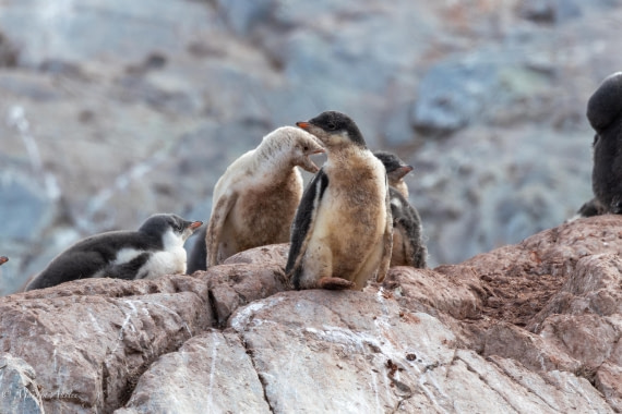 PLA28-26, Day 6, 0Q9A8414 © Martin Anstee - Oceanwide Expeditions.jpg