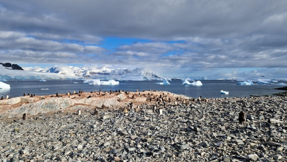 PLA28-26, Day 6, 20260211_084247 © Unknown photographer - Oceanwide Expeditions.jpg