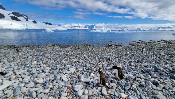PLA28-26, Day 6, 20260211_102825 © Unknown photographer - Oceanwide Expeditions.jpg
