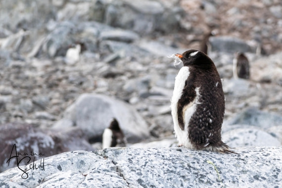 PLA28-26, Day 6, DSC07178 © Annina Scholl - Oceanwide Expeditions.jpg