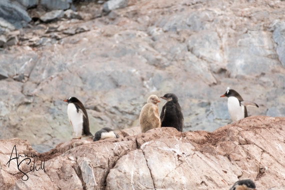 PLA28-26, Day 6, DSC07186 © Annina Scholl - Oceanwide Expeditions.jpg