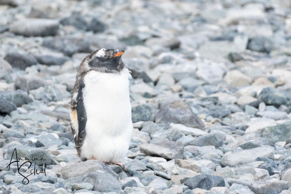 PLA28-26, Day 6, DSC07201 © Annina Scholl - Oceanwide Expeditions.jpg