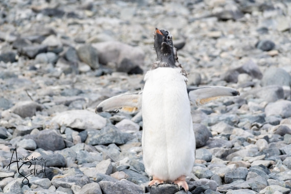 PLA28-26, Day 6, DSC07333 © Annina Scholl - Oceanwide Expeditions.jpg