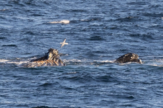 PLA28-26, Day 7, 0Q9A8606 © Martin Anstee - Oceanwide Expeditions.jpg