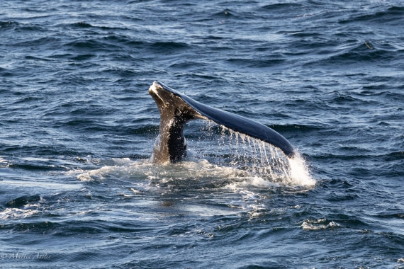 PLA28-26, Day 7, 0Q9A8688 © Martin Anstee - Oceanwide Expeditions.jpg