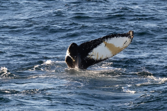 PLA28-26, Day 7, 0Q9A8711 © Martin Anstee - Oceanwide Expeditions.jpg