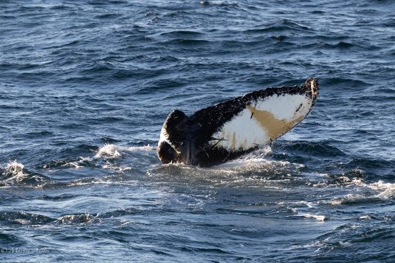 PLA28-26, Day 7, 0Q9A8713 © Martin Anstee - Oceanwide Expeditions.jpg