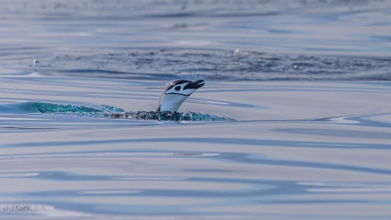 PLA28-26, Day 7, 0Q9A8745 © Martin Anstee - Oceanwide Expeditions.jpg
