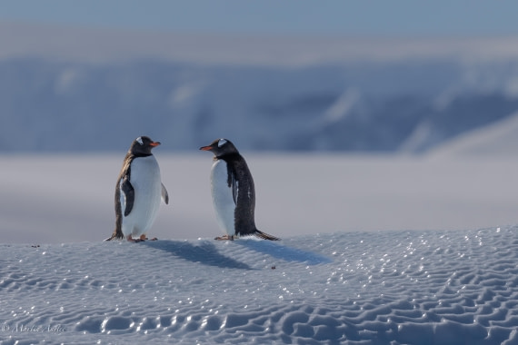 PLA28-26, Day 7, 0Q9A8750 © Martin Anstee - Oceanwide Expeditions.jpg