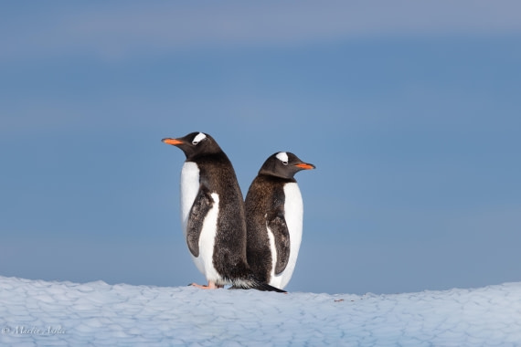 PLA28-26, Day 7, 0Q9A8788 © Martin Anstee - Oceanwide Expeditions.jpg