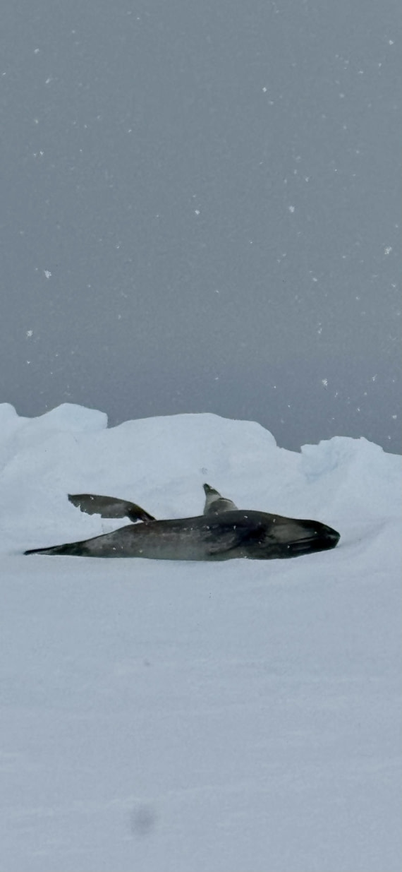 OTL29a26, Day 13, rossseal.jpeg © Lucas Jacobson - Oceanwide Expeditions.jpeg