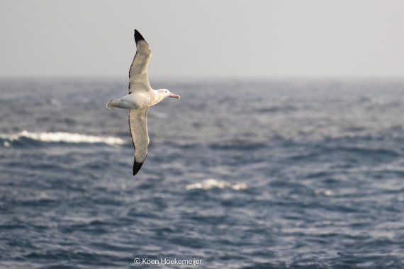 OTL29a26, Day 2, DSC_9946-Edit.jpg © Koen Hoekemeijer - Oceanwide Expeditions.jpg