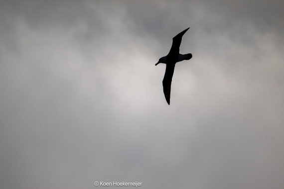 OTL29a26, Day 3, DSC_0006-Edit.jpg © Koen Hoekemeijer - Oceanwide Expeditions.jpg
