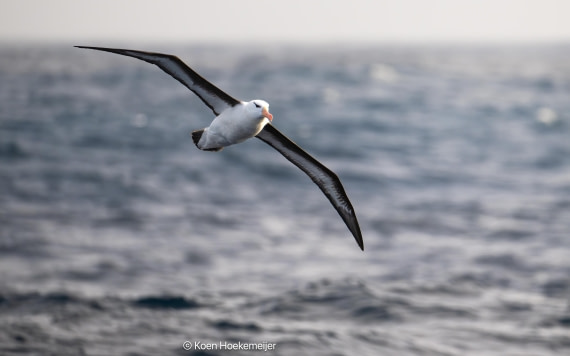 OTL29a26, Day 3, DSC_0029-Edit.jpg © Koen Hoekemeijer - Oceanwide Expeditions.jpg