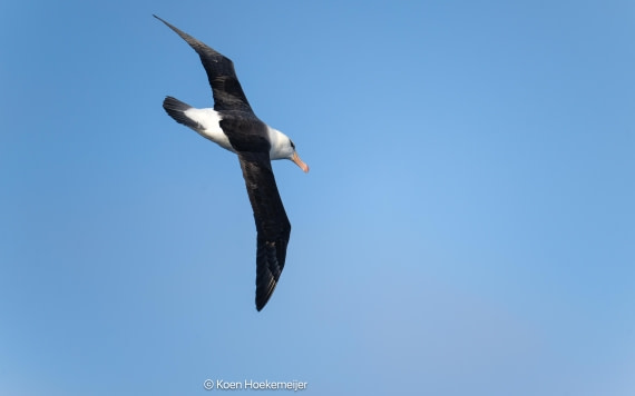 OTL29a26, Day 3, DSC_9472-Edit.jpg © Koen Hoekemeijer - Oceanwide Expeditions.jpg